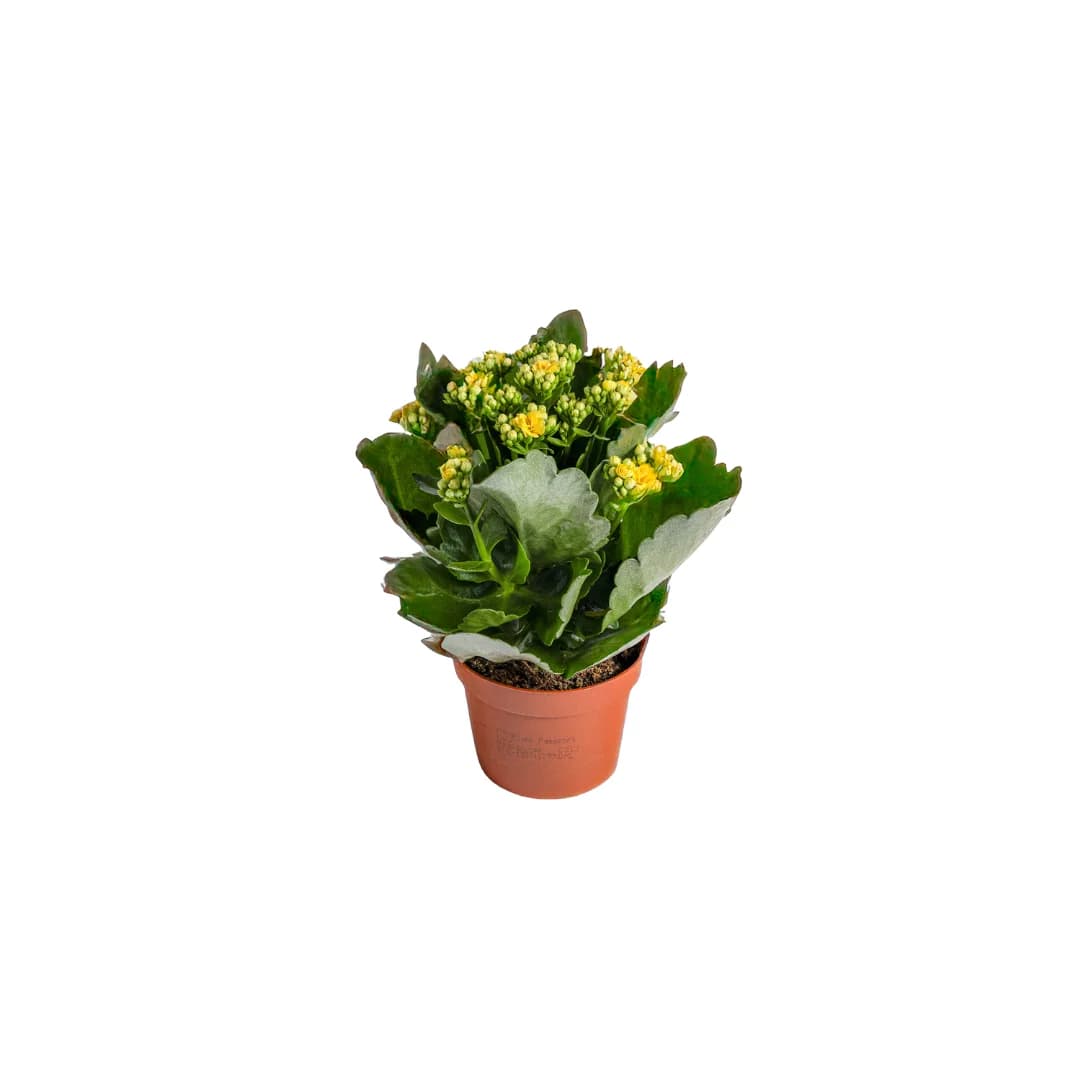 Καλαγχόη Κίτρινη (Kalanchoe blossfeldiana yellow)